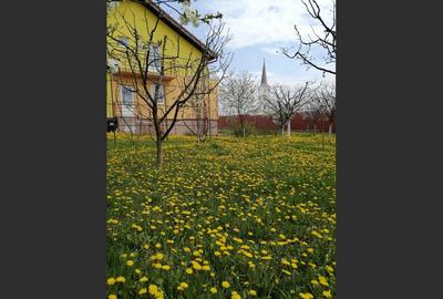 Casă de vânzare, 230 mp, 1000 mp, Bistrița - 1