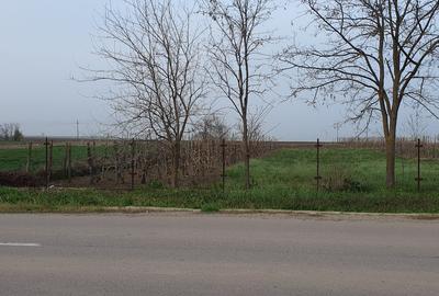 Teren intravilan 2300mp Sarulesti Sat Calarasi - 10