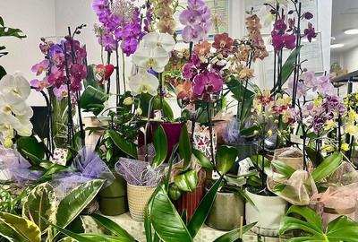 Preluare Afacere Florarie. - 4