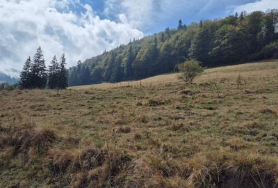 Teren deosebit in cadru de poveste langa cabana Diham, Glajerie - 7