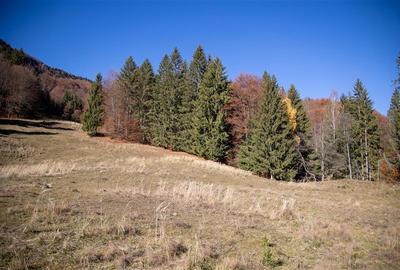 Teren de Vis langa Siriu  – 20000 mp ideal pentru Complex turistic Comision 0% - 17