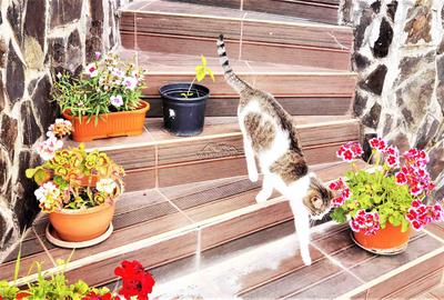 Manuel recomanda : Vila superba in Cornu de Jos 295mp , teren 1360mp - 31