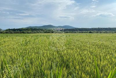 Teren -4.300 mp - Arabil - Chintelnic - 4