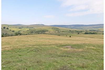 Teren Sercaia  250 ha - 9