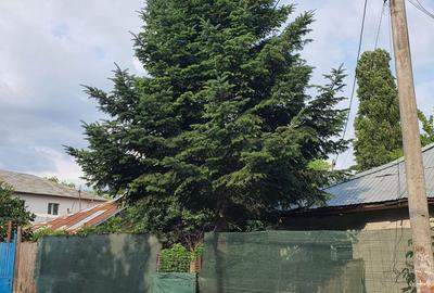 Teren Construcții intravilan de 190 mp, în Tei