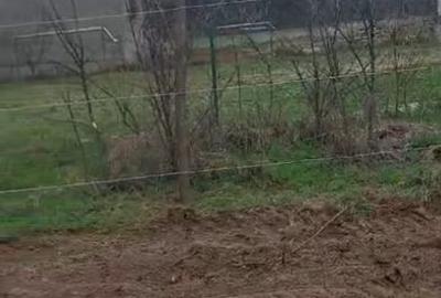 Teren de vanzare Comuna Comana-Giurgiu - 8