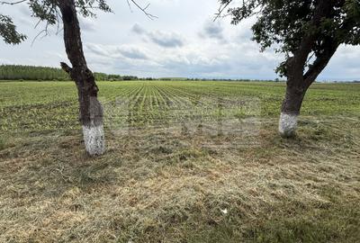 Teren extravilan de vânzare | Satu Mare, județul Suceava | 3.750 mp - 3