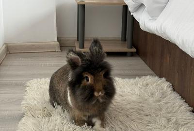 Apartament cu 2 camere decomandat, mobilat în Unirii