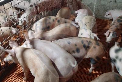 Afacere la cheie în creșterea porcinelor – Rona de Jos - 8