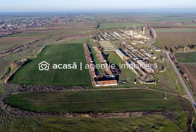 NĂDLAC | Teren 1.15 HA lângă Autostradă | 2.500mp Hale - 2