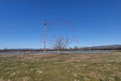 TEREN CU PLANTAȚIE DE TRANDAFIRI ,,ROSA DAMASCENA,\ \CARANSEBEȘ\JUD.CS - 2