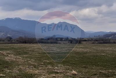 Teren 10,000mp Rasnov / Drumul Panicel - 8