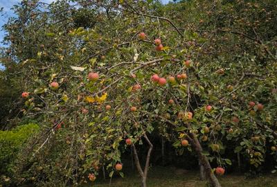 Teren cu cabana de vanzare - 14