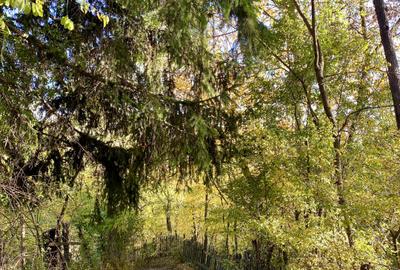 Teren retras panoramic cu panta lina, utilități si copaci mari - 12