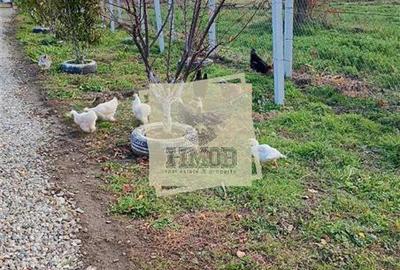 Teren cu apa si curent 700 mp in Sura Mare - 1