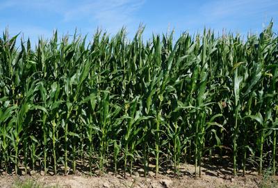 De vanzare teren extravilan BOD SAT - 1