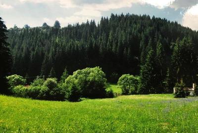 Teren intravilan si padure de brad 34.000 mp Varsag, Harghita - 7