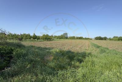 Casa 4 camere, Teren 3.862 mp Str. Traian Nr.99 - Carei - Comision 0% cumparator - 10