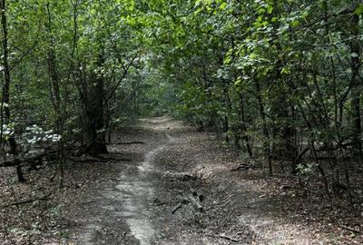 Raritate absolută: Teren 20.000 mp în inima Padurii Băneasa - 2