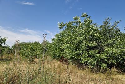 Domnesti - Ciutaci, vanzare 4 loturi de teren intravilan - 12