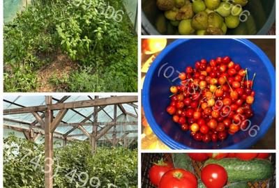 Casa de vanzare Belciugatele - DIRECT PROPRIETAR - 6