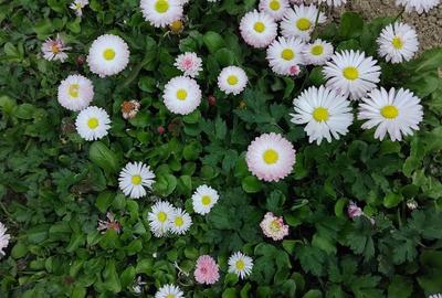 Vanc casa cu teren intravilan - 10