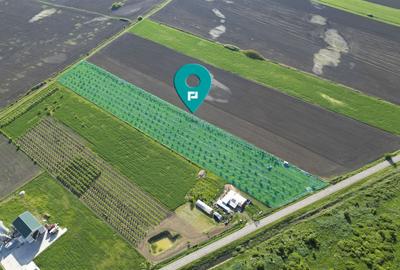 Livadă de nuci și pruni 2.4ha în Variașu Mare - 1