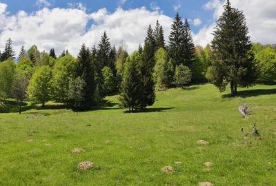 Vand teren 7800mp din care 3000 intravilan si 3800 mp padure - 6