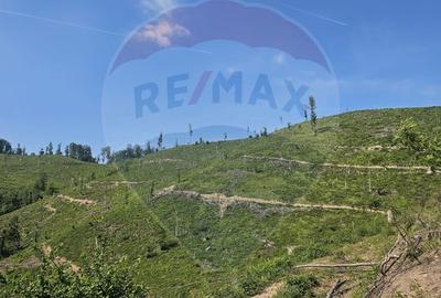 Pasune 21 ha pretabila pentru panouri fotovoltaice,impadurit - 3