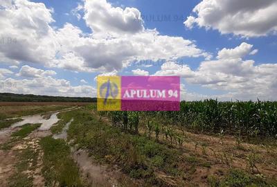 Teren 715mp în Snagov lângă Equestria - 40