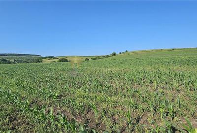 TEREN INTRAVILAN 5800 MP SUCEAGU - 1