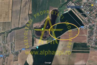 Cernica - Balaceanca 10 000 mp, Intravilan,deschidere 83 m la sosea asfaltata. - 1