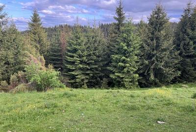 Teren pentru Cabana, Pensiune in Statiunea Muntele Baisorii - 12
