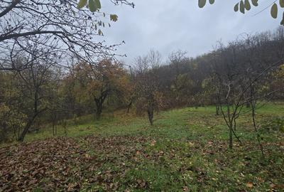 Teren intravilan Tomesti - 2