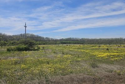 Teren Corbeanca – Balotești, 35.000 mp, lângă pădure și nodul rutier A0. - 3