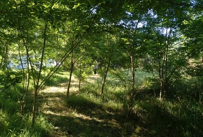 SUPER OFERTĂ !  Vând Casă modernizată Berghin, 1750 mp teren, - 14