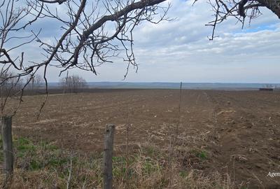 Teren Cucorani la popas - 2