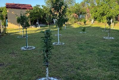 Vand casa cu teren in sat Prunaru,com Bujoreni,Jud Teleorman - 6
