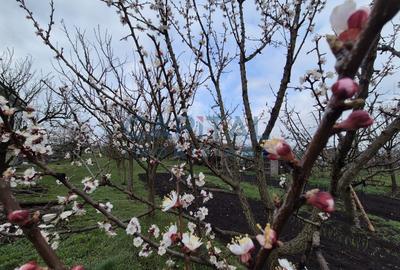 Casa la cheie cu garaj, D+P+E, 200 mpu, 1 400 mpt, central Dezmir - 5