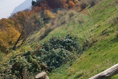 Teren aproape de pădure, situat într-o zonă aerisită - 14
