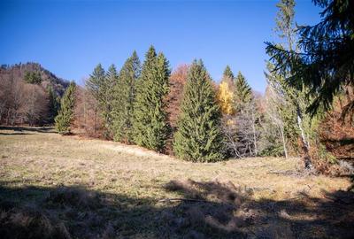 Teren de Vis langa Siriu  – 20000 mp ideal pentru Complex turistic Comision 0% - 13