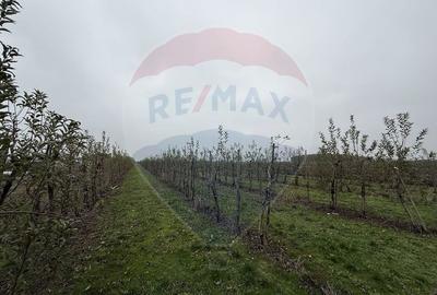 Ferma agro-industrială – 43 ha Adunații Copaceni - 18