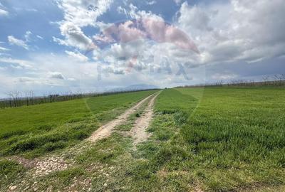 Teren extravilan Săcele ideal pentru silozuri, fermă sau investiție - 23