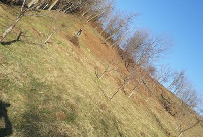 Teren extravilan de vânzare – Stănești, 3.861 mp, livadă de cireși - 5