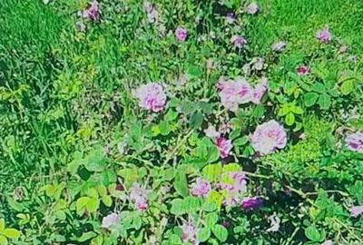 TEREN CU PLANTAȚIE DE TRANDAFIRI ,,ROSA DAMASCENA,\ \CARANSEBEȘ\JUD.CS - 8