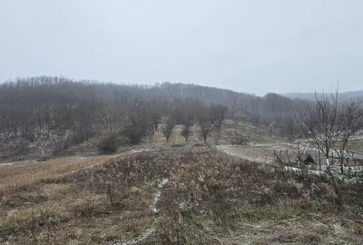 VÂNZARE MOȘIE – Sat Mitrofani, Comuna Mitrofani, jud. Vâlcea - 3
