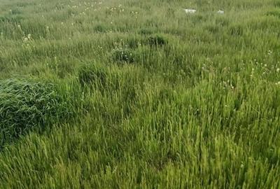Teren intravilan de vânzare 1000 mp – Fundeni-Frunzănești, Calarasi - 2