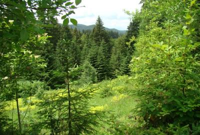 Proprietar vand teren in Predeal langa Complex Belvedere-Verona- Eden-comision 0 - 9