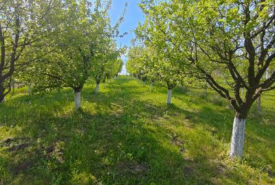 Teren intravilan 1000 mp in Sibiu Daia Noua - 6