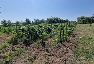 Casa 3 Camere + Teren si Anexe, Tirculesti- Danesti - 16